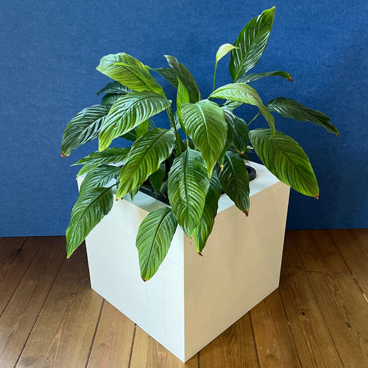 Single Morph PLanters in black or white ABS