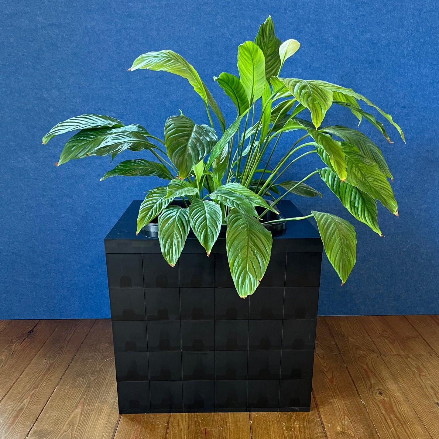 Single Morph PLanters in black or white ABS